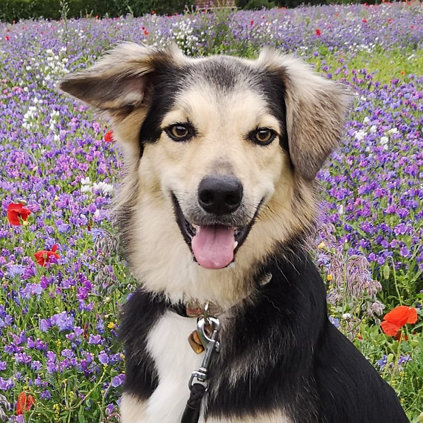 Bambi, abandoned by her owner by the trash bins