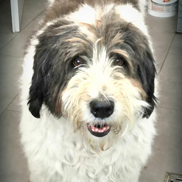 Dori, saved from a high kill shelter