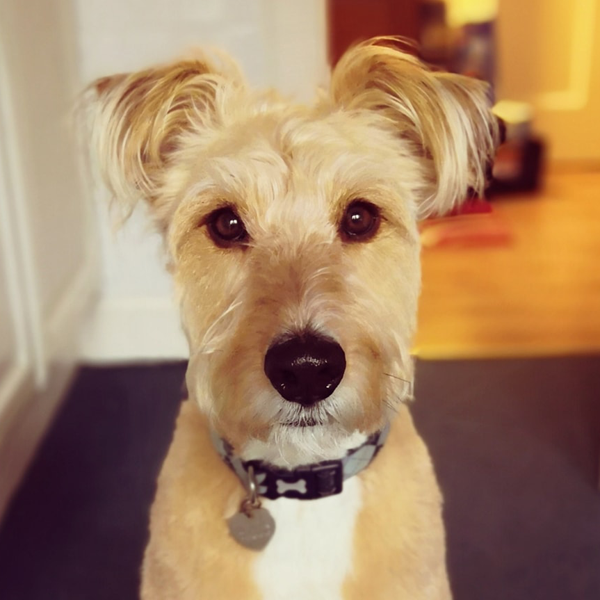 Freddie was found roaming the streets scared and confused